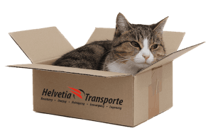 Helvetia Transport Katze im Karton